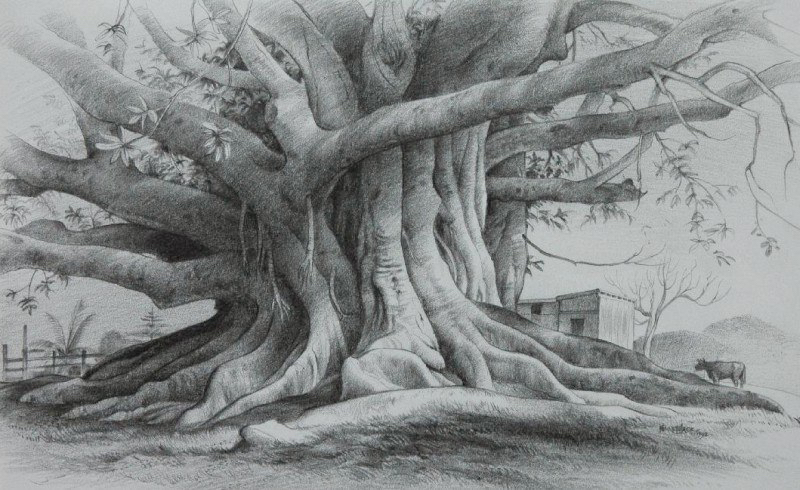KJ Morton Bay Fig